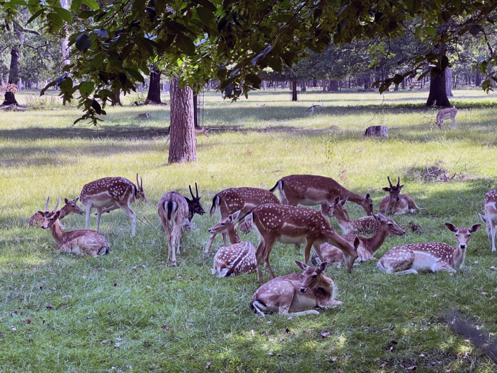Deer in the forest